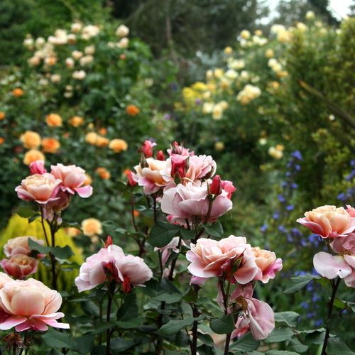 Fialová s oranžovým středem - Stromkové růže s květmi čajohybridů - stromková růže s keřovitým tvarem koruny